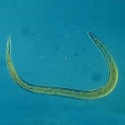 Foto di Heterorhabditis Bacteriophora
