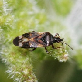 Foto Antocoride