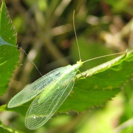 Foto Chrysopa
