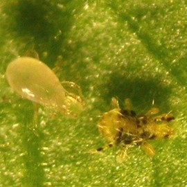 Foto Amblyseius Andersoni