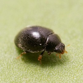 Foto Stethorus punctillum