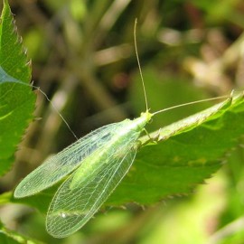 Foto Chrysopa