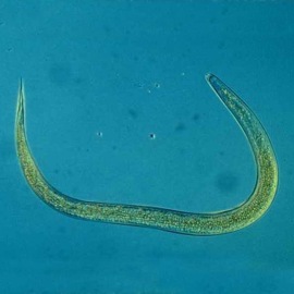 Foto Heterorhabditis Bacteriophora