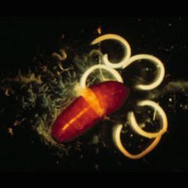 Foto Steinernema Feltiae